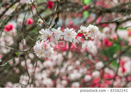 [沿著桂川的修善寺花桃] 83382241