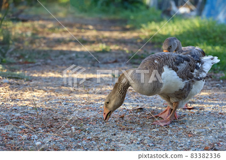 Close up body brown goose is walking in farm at thailand Close up body brown goose is walking in farm at thailand 83382336