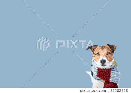 Winter weather background with dog in warm scarf ready for cold temperatures and extreme weather 83382828