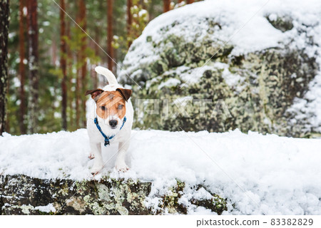 Domestic animal in wild nature. Pet dog walking in nice winter morning Domestic animal in wild nature. Pet dog walking in nice winter morning 83382829