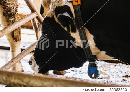 I'm fine today and the food is good. It ’s a cow, not a horse. I'm fine today and the food is good. It ’s a cow, not a horse. 83382830