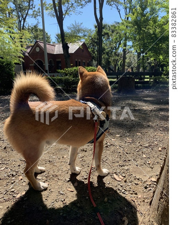 Shiba Inu staring into the distance in the park 83382861