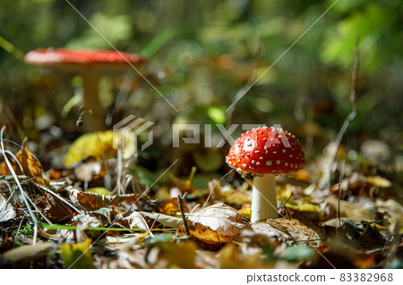 Fly agaric mushrooms in forest 83382968