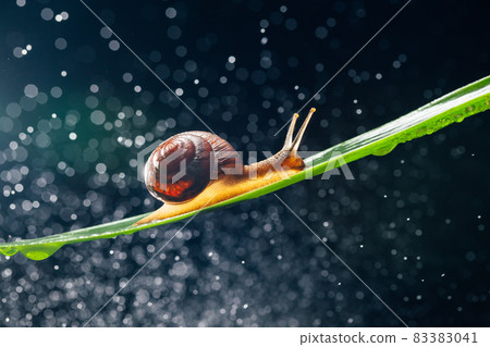 snail with water particles bokeh as the background 83383041