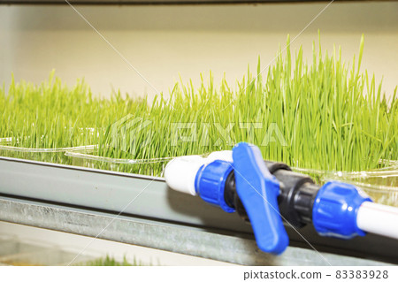 the process of growing microgrin, healthy food. the process of growing microgrin, healthy food. 83383928