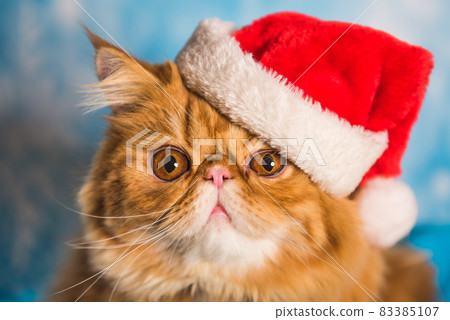 Red Persian cat in red Santa Claus hat on Christmas 83385107
