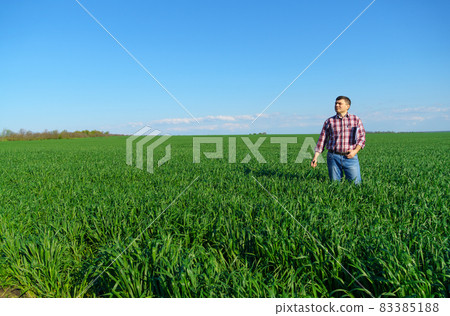 a man as a farmer poses in a field, dressed in a plaid shirt and jeans, checks reports and inspects young sprouts crops of wheat, barley or rye, or other cereals, a concept of agriculture and agronomy a man as a farmer poses in a field, dressed in a plaid shirt and jeans, checks reports and inspects young sprouts crops of wheat, barley or rye, or other cereals, a concept of agriculture and agronomy 83385188