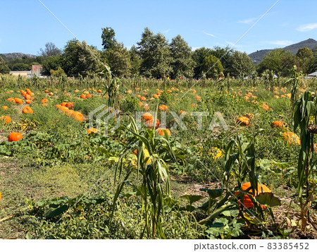 A pile of pumpkins at the pumpkin patch. Field of orange pumpkins during the harvest season. 83385452