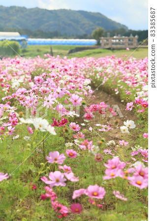 Kitafusa Cosmos Square 1 Kitafusa Cosmos Square 1 83385687