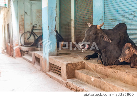 Indian stray cattle 83385900