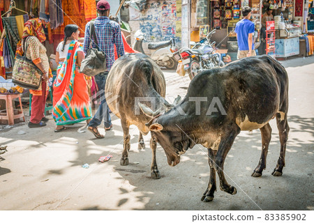 Indian stray cattle 83385902