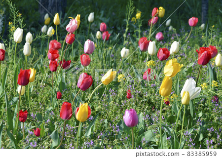 Tulip field Tulip field 83385959