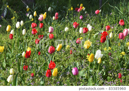 Tulip field Tulip field 83385960