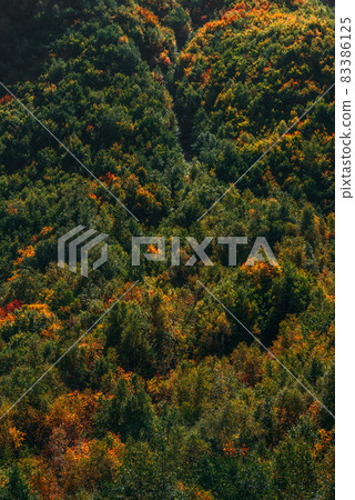 Colorful autumn forest, vertical view. Mountain forest in autumn. Colorful mountains in autumn. Screen saver for your smartphone. Copy space 83386125