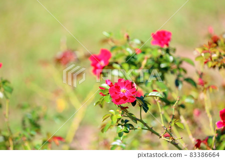 Rose Flower Minor Fair Rose Flower Minor Fair 83386664