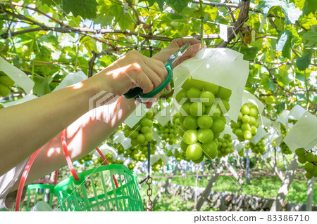 閃耀馬斯喀特狩獵 83386710