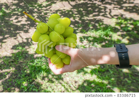 Shine Muscat hunting 83386715