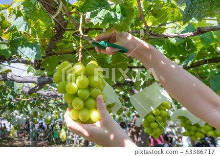 Shine Muscat hunting 83386717