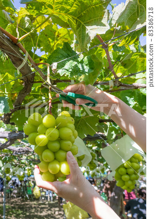 Shine Muscat hunting 83386718