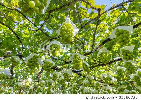 山梨縣勝沼閃耀馬斯喀特田 83386735