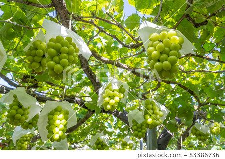 山梨縣勝沼閃耀馬斯喀特田 83386736