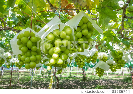 山梨縣勝沼閃耀馬斯喀特田 83386744