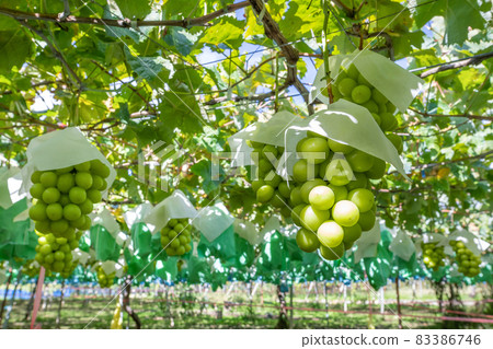 Katsunuma, Yamanashi Prefecture Shine Muscat field Katsunuma, Yamanashi Prefecture Shine Muscat field 83386746