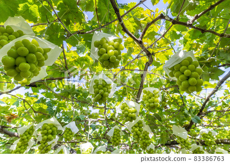 Katsunuma, Yamanashi Prefecture Shine Muscat field 83386763