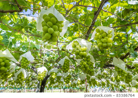Katsunuma, Yamanashi Prefecture Shine Muscat field 83386764