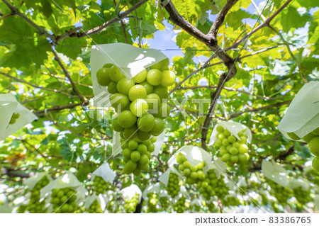 Katsunuma, Yamanashi Prefecture Shine Muscat field 83386765