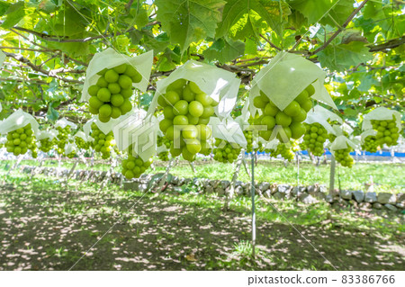 Katsunuma, Yamanashi Prefecture Shine Muscat field 83386766