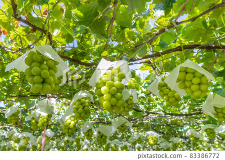 Katsunuma, Yamanashi Prefecture Shine Muscat field Katsunuma, Yamanashi Prefecture Shine Muscat field 83386772
