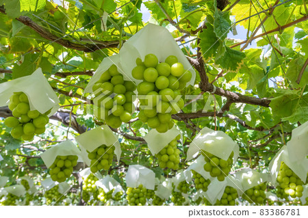 Katsunuma, Yamanashi Prefecture Shine Muscat field Katsunuma, Yamanashi Prefecture Shine Muscat field 83386781