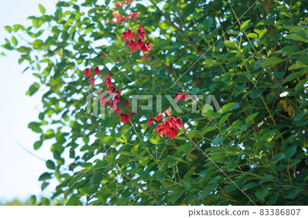 American Flower of Deigo American Flower of Deigo 83386807