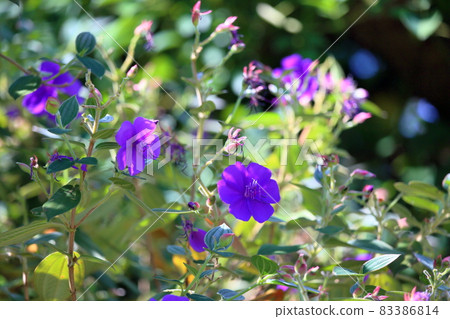 Sicono Buttan Flower 83386814