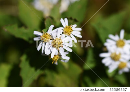 白色 yomena 花瓣和昆蟲 白色 yomena 花瓣和昆蟲 83386867