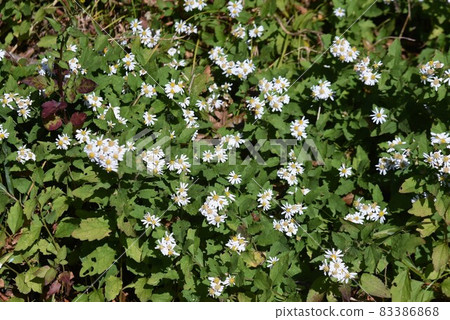 White yomena petals and insects White yomena petals and insects 83386868