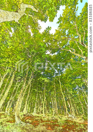 Beech forest fresh green eco image 83386885