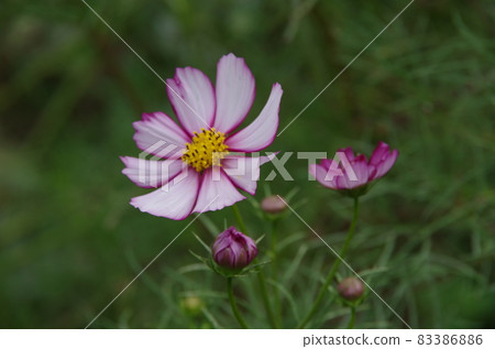 Proudly blooming mother autumn cherry blossoms Proudly blooming mother autumn cherry blossoms 83386886