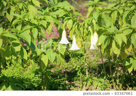 牽牛花花 牽牛花花 83387061