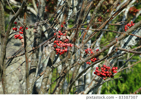 Rowan with fallen leaves and prominent red fruits, Tadami Town, Fukushima Prefecture Rowan with fallen leaves and prominent red fruits, Tadami Town, Fukushima Prefecture 83387307