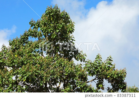 Paulownia tree, green leaves and fruits in the autumn sun, Tadami Town, Fukushima Prefecture 83387311