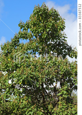 Paulownia tree, green leaves and fruits in the autumn sun, Tadami Town, Fukushima Prefecture 83387312