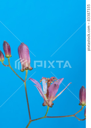 Tricyrtis grass in full bloom on a blue background 83387335