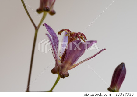 Tricyrtis grass in full bloom on a white background 83387336
