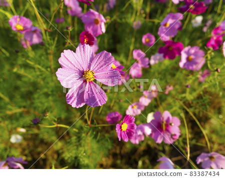 被晨露浸濕的秋櫻 83387434