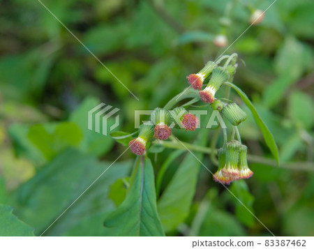 Gynura crepidioides 1 Gynura crepidioides 1 83387462