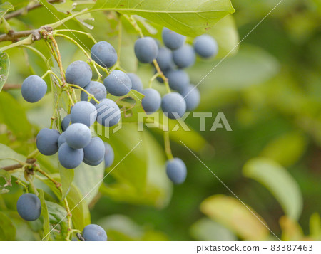 Chionanthus retusus 2 果實 83387463