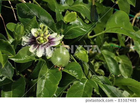 Passion fruit flowers Passion fruit flowers 83387485