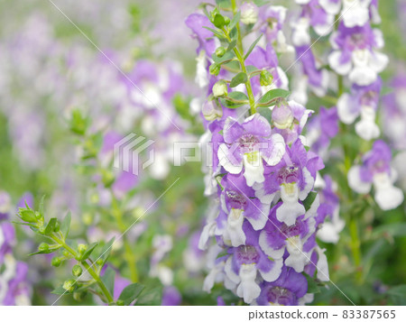 Angelonia 4 light purple Angelonia 4 light purple 83387565